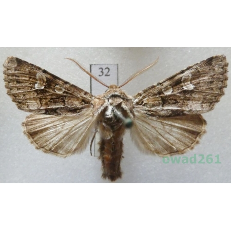 Pachetra sagittigera (Hufnagel, 1766) Czech32